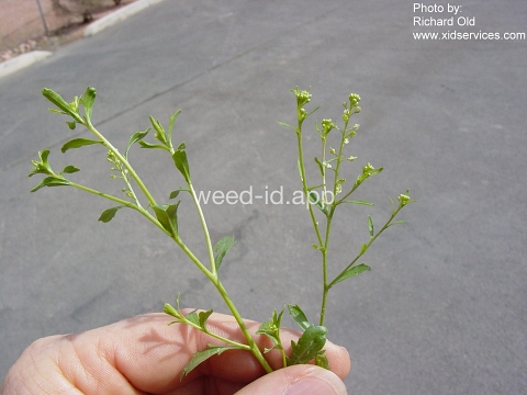 pepperweed, sand
